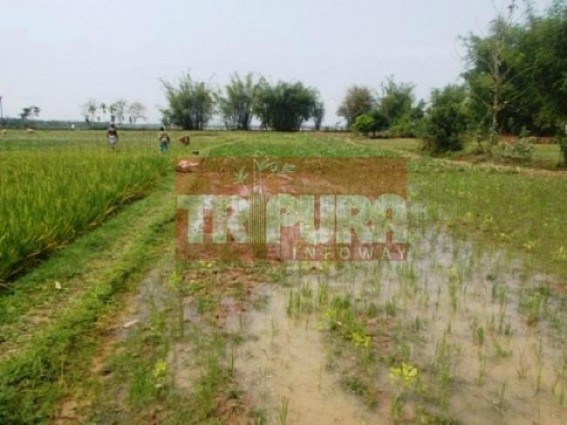 Paddy fields washed away in rain, farmers running under loss Paddy fields washed away in rain, farmers running under loss